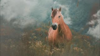 October  Norwegian Fjord Horse Music Video [upl. by Lapotin894]