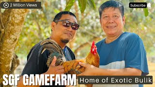 A DAY WITH GREG SAN GABRIEL  SGF GAMEFARM  HOME OF EXOTIC DOME  MAY PA BIDDING PA NG MANOK [upl. by Zeiger340]