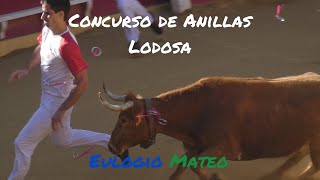 Concurso de anillas en Lodosa el 2852022 con las mejores vacas de Eulogio Mateo [upl. by Ysak865]