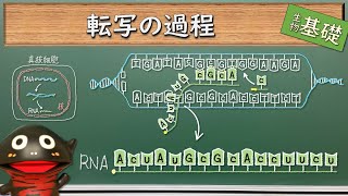 転写の過程【69生物基礎】新課程対応 [upl. by Margy]