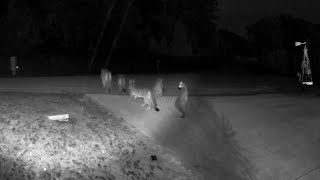 Rare video shows 5 mountain lions together in California [upl. by Wait]