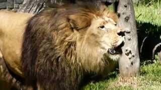 zoo buenos aires palermo leon rugiendo Cámara Nikon lion roaring zoom [upl. by Namus]