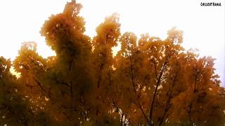 Natur und Wald Impressionen 8 Chillout Entspannung Meditation Musik Music [upl. by Rettke]