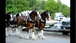 The Clydesdale Horses in Redding CA for Rodeo weekend [upl. by Halverson]