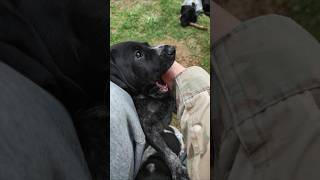 Welche Hunderasse ist die beste für Jagen DeutschKurzhaar DK Vorstehhund Welpe GSP Pointer Puppy [upl. by Niamreg]