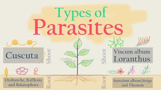 Total and Partial Root amp Stem Parasites [upl. by Nuoras741]