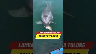 Lumbalumba ini meminta bantuan nelayan 🐬😣 [upl. by Steck]