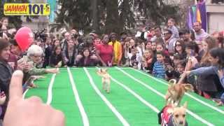 Jammin 1015 Presents the 3rd Annual Chihuahua Races [upl. by Augie]