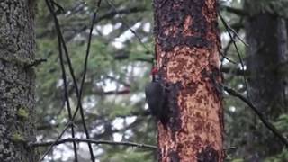 9 Seconds of a Pileated Woodpecker Tapping On A Tree [upl. by Letsirc]