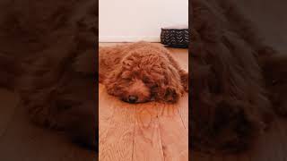 This will make your dog sleep instantly 😴 [upl. by Ocsinarf]