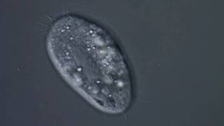 Ciliate in HD [upl. by Edualc]