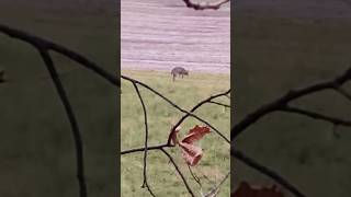 Wait To Track Your Deer If It Exhibits This Behavior shorts hunting deerhunting deer [upl. by Scales]