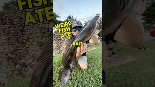 Invasive Fish Love Live Bait shorts bassfishing [upl. by Huff]