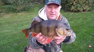 Wroxham Pearch Fishing [upl. by Ahcim901]