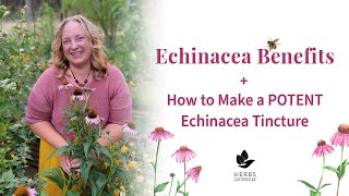 Echinacea Benefits  How to Make Echinacea Tincture  Herbs for Immune System [upl. by Nilhtac802]