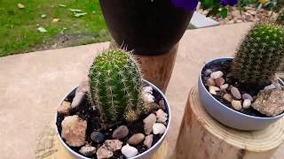 torch cactus  trichocereus grandiflorus [upl. by Ermeena]