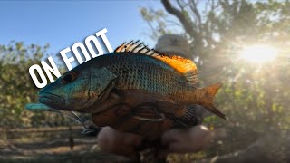 Fishing Mangroves For Jacks North QLD Australia [upl. by Whitcomb548]