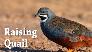 Raising ButtonKing Quail [upl. by Nesila702]