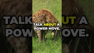 Who Messes with Honey Badgers HoneyBadger NatureLovers animals shorts WildlifeDocumentary [upl. by Maffa]