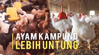 Ternak Ayam Kampung Lebih Untung Dari Ayam Potong [upl. by Ecyar354]