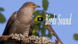 Bird Sounds  Nepali Bird Kukku  Sound For Background music  Bird Seen [upl. by Nosro]