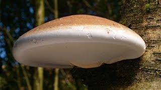 The Magical Birch Polypore [upl. by Yanahs]