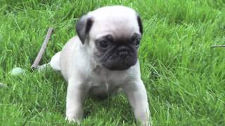 Newborn Pugs MUST SEE [upl. by Tabib]