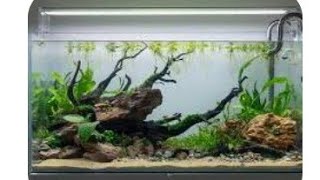 Planted Aquarium viralvideo fishtank aquascape [upl. by Meris]