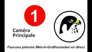 Faucons Pèlerins dIllkirch  Caméra Principale [upl. by Ennaehr]