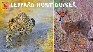 Leopard hunting a grey duiker [upl. by Anyehs472]