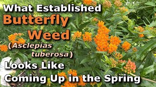 What Established Asclepias tuberosa Butterfly Weed Looks Like When Coming Up in the Springtime [upl. by Norok]