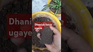 dhaniya Ghar par kaise ugayephalphoolaursabjiyaindoorplants houseplants [upl. by Axe403]