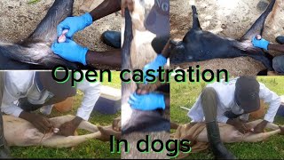 OPEN CASTRATION IN DOGS farming veterinarian animals [upl. by Idnak357]