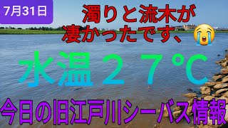 今日の旧江戸川シーバス情報！激暑！ゴミ凄いです [upl. by Gino]