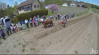 Première Foire Agricole Romande 2016​ [upl. by Yren829]