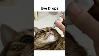 Eye Drops for cat [upl. by Cairistiona]