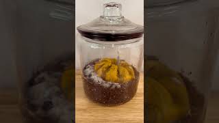 Decomposing pumpkin in jar experiment experimentscience scienceexperiments scienceactivities [upl. by Trahurn947]