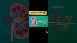 Urinary system urinarysystem medicalstudents foryoupageシ subscribers sharemarket youtubeshorts [upl. by Ihtak]