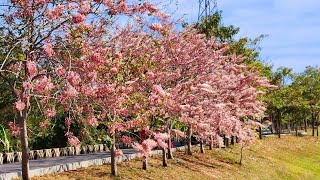 仁德漂亮花旗木  Beautiful Cassia Bakeriana  Thai Sakura Blossom  VLOG TAIWAN [upl. by Ecirtnas793]