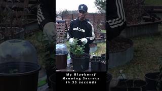 My blueberry growing secrets in 30 seconds garden gardening blueberry [upl. by Yeldud]