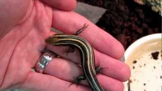 How to tame a bluetailed skink five lined skink [upl. by Aleda]