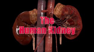 The human kidney  Best video ✨ [upl. by Ekrub]