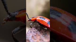 Un coléoptère déguisé en coccinelle  Endomychus coccineus entomologie nature macro coleoptere [upl. by Azelea]