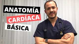 CARDIO 1 Anatomía Cardíaca Básica  Doctor Greg [upl. by Rednas]