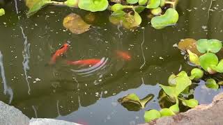 Comet Goldfish and Rosy Red Minnows [upl. by Bigner]