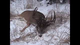 Saskatchewan Deer hunt with Sask Can Outfitters 170quot 10pointer [upl. by Hoppe]