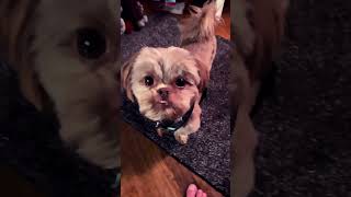 The Sassy Shih Tzu That Stared Into My Soul shih tzus [upl. by Abehs]