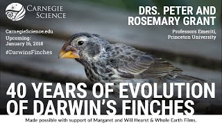 40 Years of Evolution of Darwins Finches [upl. by Airtemed]