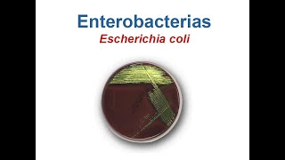 Enterobacterias E coli [upl. by Goerke626]