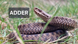 Adder Vipera berus Deadly Predator [upl. by Lambard500]